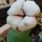 Gossypium herbaceum 果實