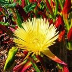 Carpobrotus edulis Flor