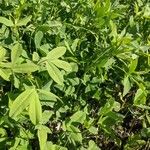 Trifolium alexandrinum Blad