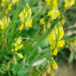 Polygala flavescens Blomma