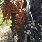 Hyphaene coriacea Fruit