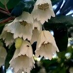 Crinodendron patagua പുഷ്പം
