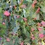 Ipomoea hederifoliaBlodyn