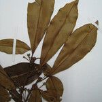 Manilkara paraensis Other