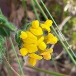 Lotus angustissimus ফুল