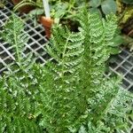 Asplenium rutifolium Liść