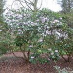Rhododendron sutchuenense Vekstform