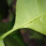 Trichilia prieuriana Feuille