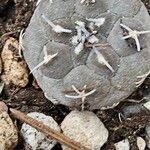 Turbinicarpus lophophoroides Leaf