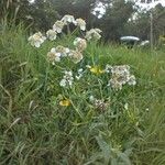 Achillea ptarmicaFlower