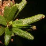 Grammitis wooroonooran Leaf