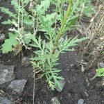 Artemisia biennisLeht