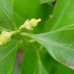 Citrus reticulata Fruto