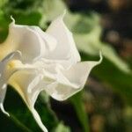 Datura stramonium फूल