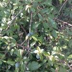 Prunus spinosa Frugt