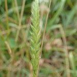 Cynosurus cristatus Fruit