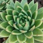 Echeveria agavoidesList