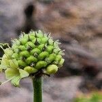 Cephalaria gigantea Fruit