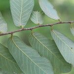 Bridelia cathartica Hoja