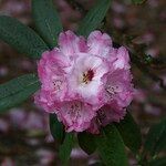 Rhododendron × geraldii Flower