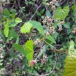 Rubus albiflorus Frucht