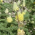 Astragalus alopecurus Цветок