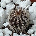 Echinocereus viridiflorus Fuelha