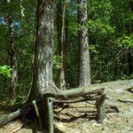 Pinus sylvestris Bark