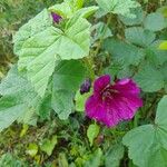 Malva arboreaFlors