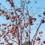 Combretum zeyheriBleunienn