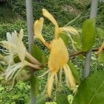 Lonicera japonica Floare