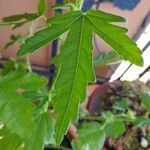 Hibiscus cannabinus Leaf