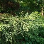 Sequoiadendron giganteumList