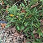 Coreopsis grandiflora Kvet