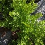 Cryptogramma crispa Blad