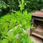 Lactuca biennis Foglia