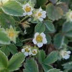 Potentilla sterilis ശീലം