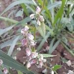 Fallopia convolvulusFlower