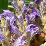 Orobanche purpurea Flower