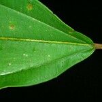 Miconia punctata Deilen