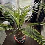 Ravenea rivularis Leaf