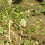 Trigonella caerulea Fruit