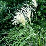 Miscanthus sinensis Libunga