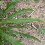 Senecio pterophorus Leaf