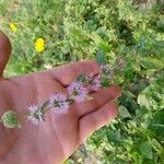 Mentha pulegiumFlor