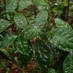 Eumachia domatiicola Leaf