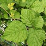 Rubus pruinosus পাতা