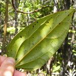 Hypserpa vieillardii Leaf