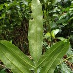 Coniogramme africana Hoja