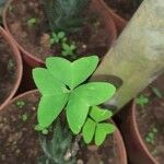 Oxalis latifolia पत्ता